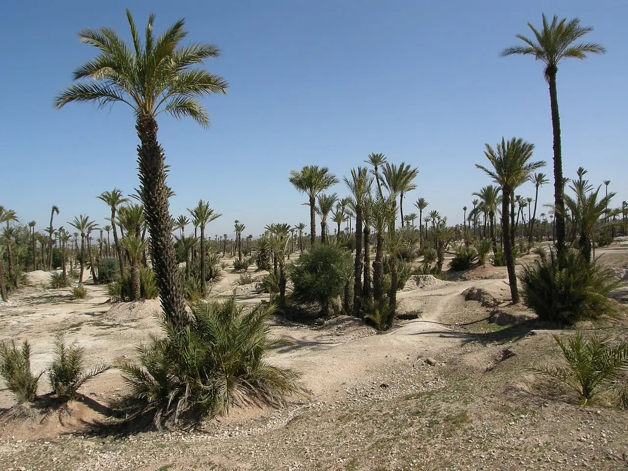 Palmeraie of Marrakech