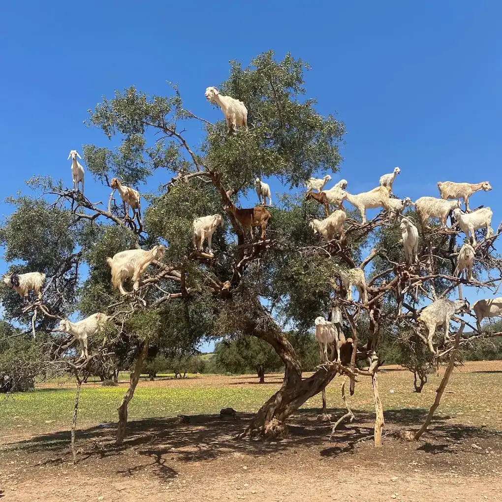goats in the top of an argan tree