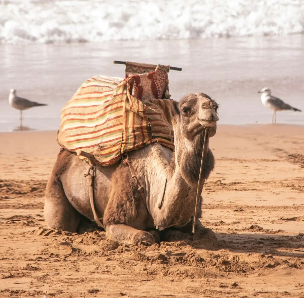 sidi kaouki camel