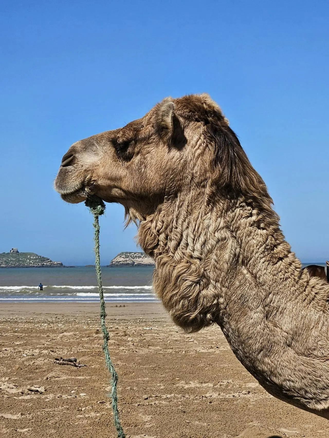 Camel ride on Essaouira Beach Morocco