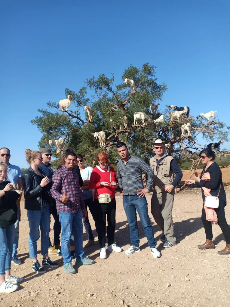 a group of tourist in the argan famous tree