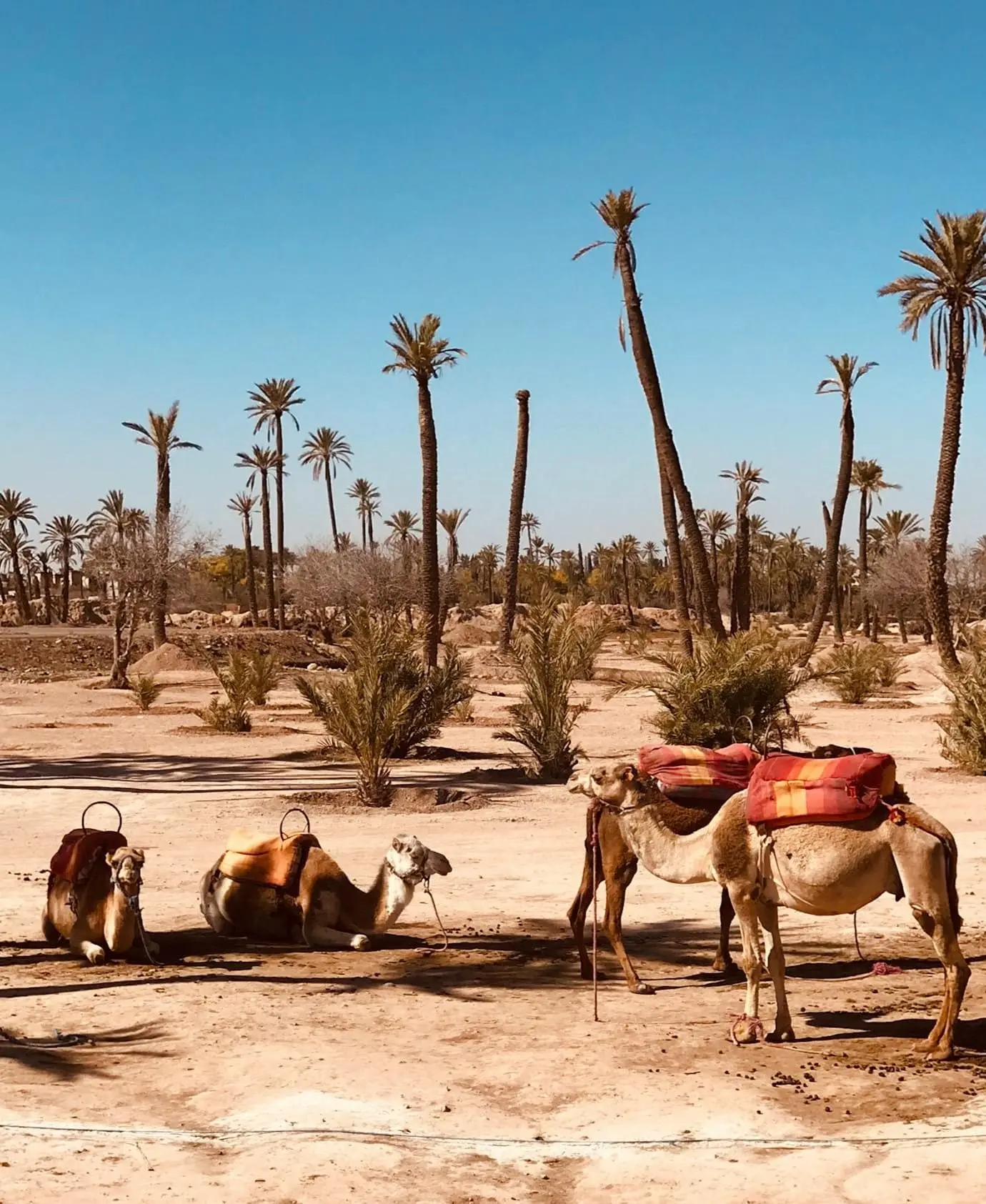 Camel ride in Marrakech Palm Grove Morocco